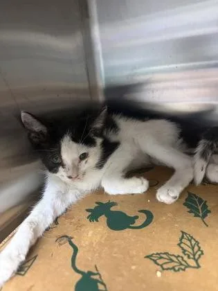 A baby small-sized male Domestic Short Hair cat named Raising Cane`s for adoption in West Chester, PA