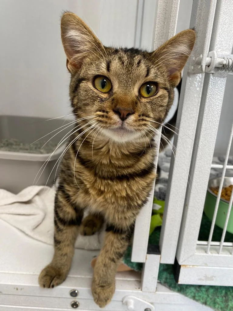 A young medium-sized male American Shorthair cat named Boysenberry for adoption in Van Wert, OH
