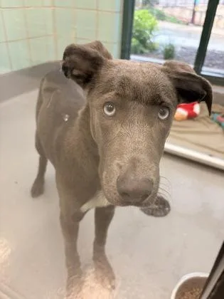 An adult medium-sized male Labrador Retriever dog named Niosa for adoption in San Antonio, TX