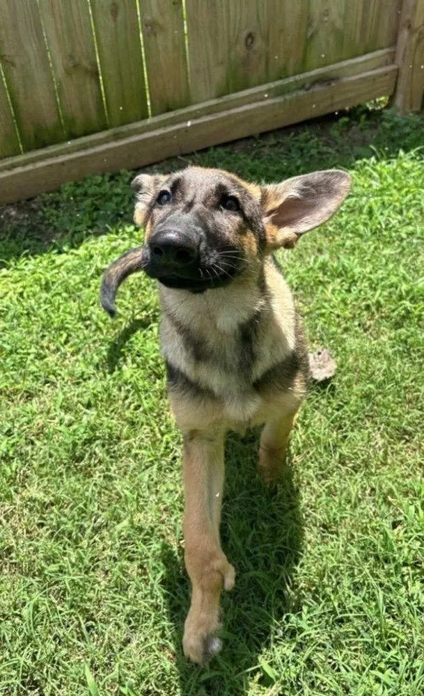 A young medium-sized female German Shepherd Dog dog named Chula for adoption in Columbia, TN