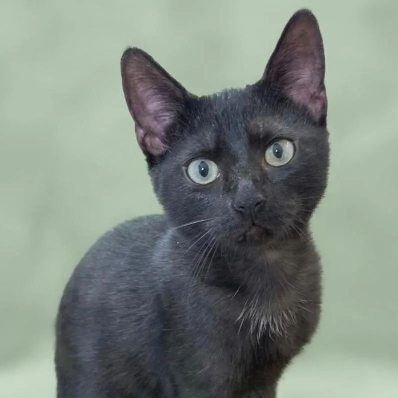 A baby small-sized male Black Domestic Short Hair cat named Cilantro for adoption in Houston, TX