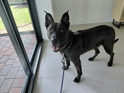 A senior large-sized male Mixed Breed dog named Mister for adoption in Vero Beach, FL