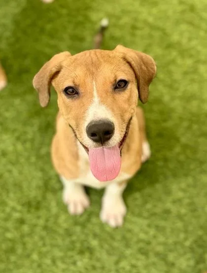 A baby medium-sized female Terrier dog named Churro for adoption in Picayune, MS