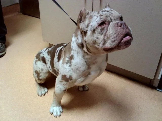 A young large-sized male American Bulldog dog named Motley for adoption in Martinez, CA