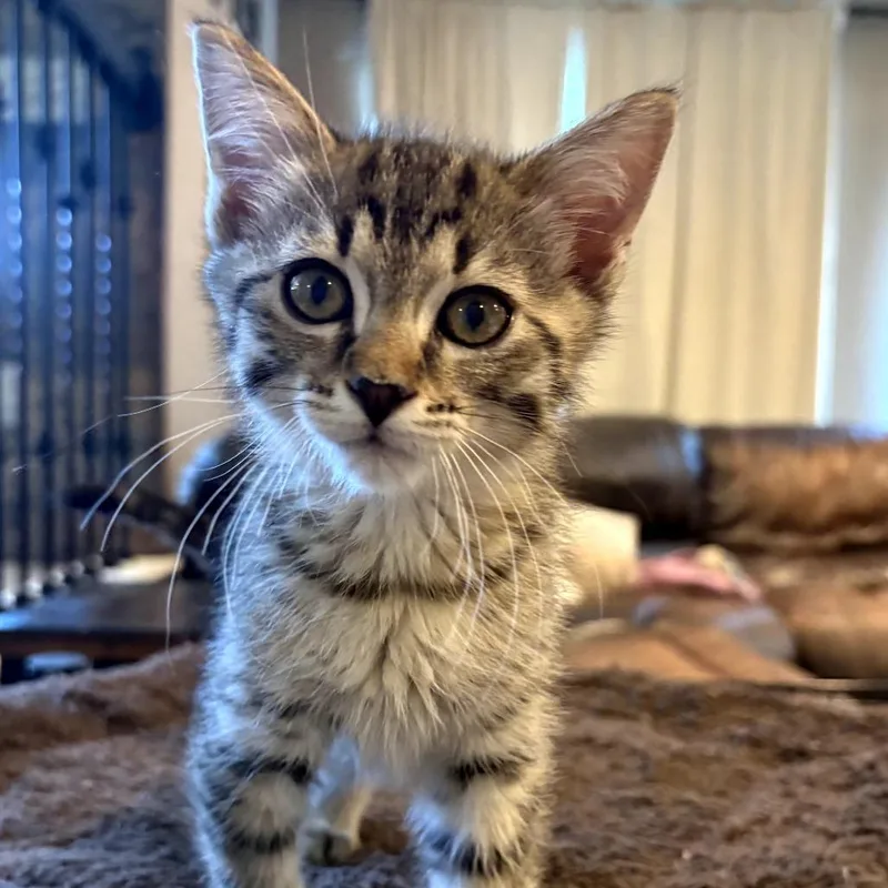A baby small-sized male Brown / Chocolate Domestic Short Hair cat named Hunter for adoption in Layton, UT