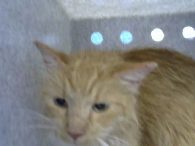 A young medium-sized female Domestic Short Hair cat named V for adoption in Albuquerque, NM