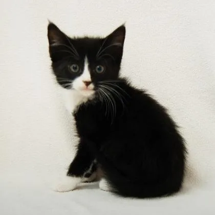 A baby small-sized male American Shorthair cat named Hatteras for adoption in Danbury, CT