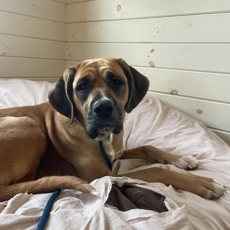 An adult large-sized female Yellow / Tan / Blond / Fawn Hound dog named Molasses for adoption in Birdsboro, PA