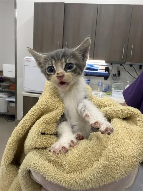 A baby small-sized male Domestic Short Hair cat named Halo for adoption in Baytown, TX