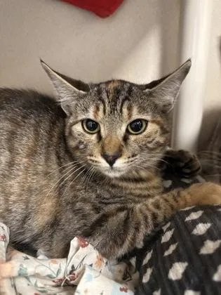 A baby medium-sized female Domestic Short Hair cat named Dot I AM for adoption in East Brookfield, MA
