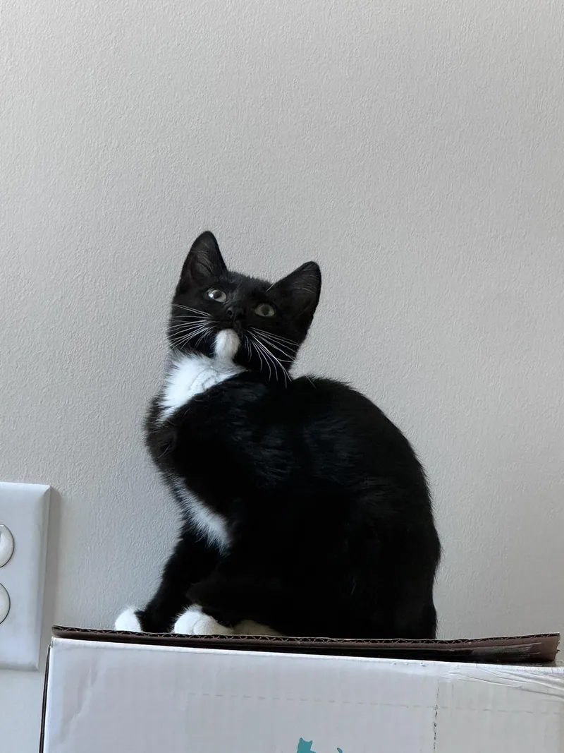 A baby small-sized male Black & White / Tuxedo Domestic Short Hair cat named Poppy for adoption in Nashville, TN