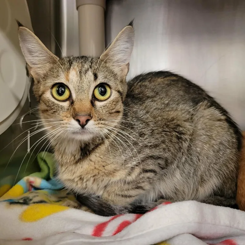 An adult medium-sized female Torbie Domestic Short Hair cat named True Strike for adoption in Columbia, MO