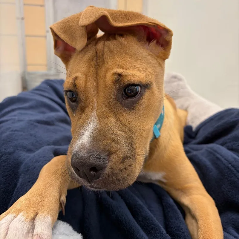 A baby medium-sized male Yellow / Tan / Blond / Fawn Pit Bull Terrier dog named Mulder for adoption in Deerfield, IL