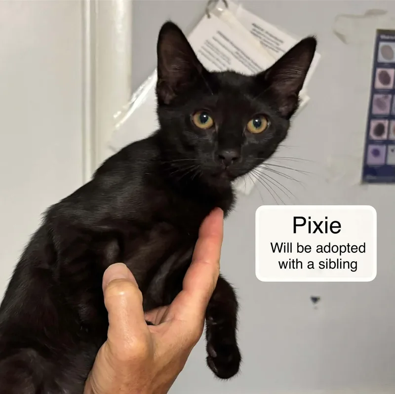 A baby small-sized female Black Domestic Short Hair cat named Pixie bonded with Tiger for adoption in Ellicott City, MD