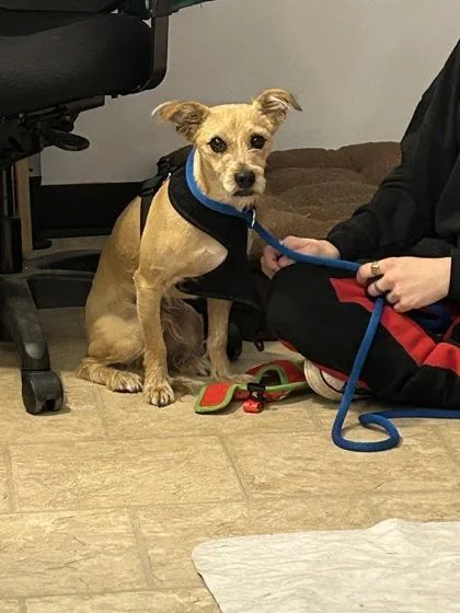An adult small-sized male Cairn Terrier dog named Roscoe for adoption in Belleville, MI