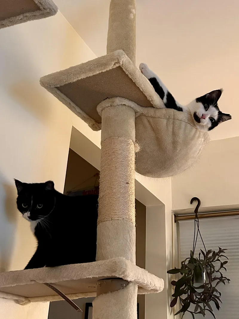 Mickey & Minnie thumbnail 2