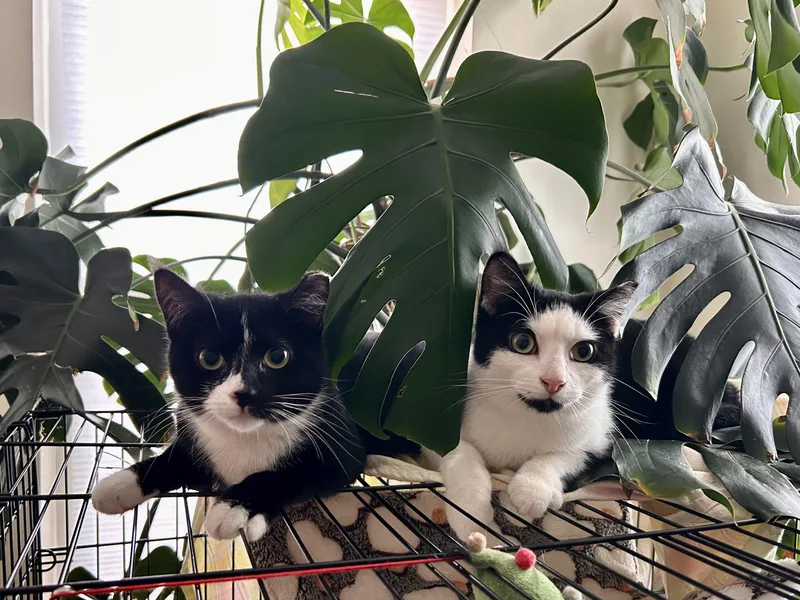 Mickey & Minnie thumbnail 4