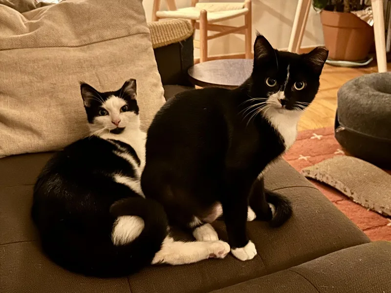 Mickey & Minnie thumbnail 5