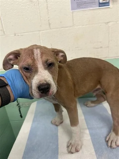 A baby small-sized male Pit Bull Terrier dog named Alucard for adoption in Sacramento, CA