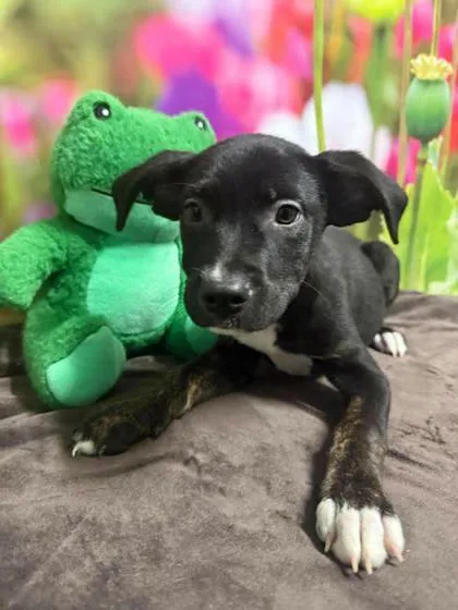 A baby large-sized male Border Collie dog named Beau for adoption in Morton Grove, IL