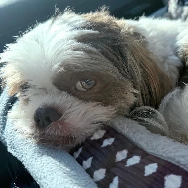 An adult small-sized male Shih Tzu dog named Bubba for adoption in Rogersville, MO