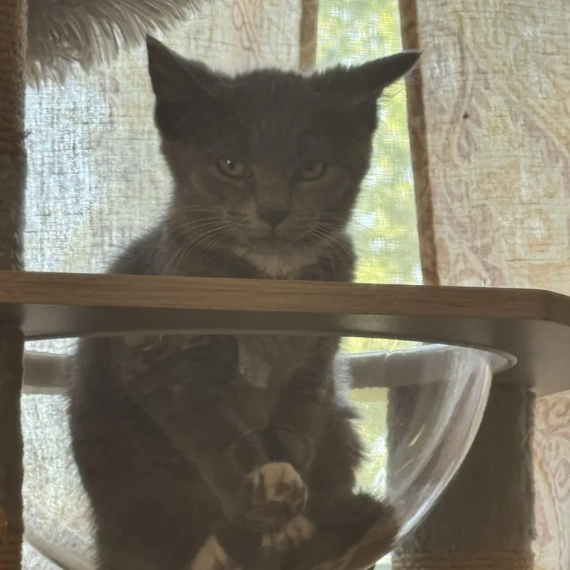 A baby small-sized female Gray & White Domestic Short Hair cat named Phoebe for adoption in Pittsburgh, PA