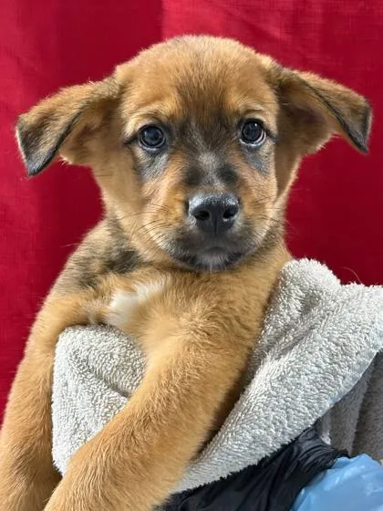 A baby large-sized male English Shepherd dog named Cortado for adoption in Morton Grove, IL