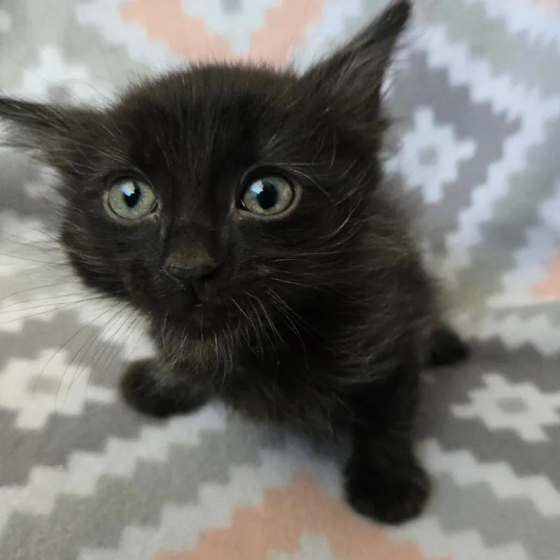 A baby small-sized female Black American Shorthair cat named Bean for adoption in Calimesa, CA