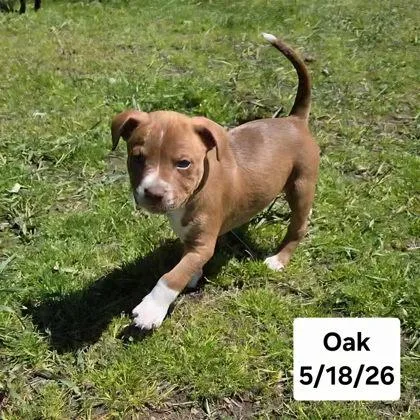 Oak thumbnail 2