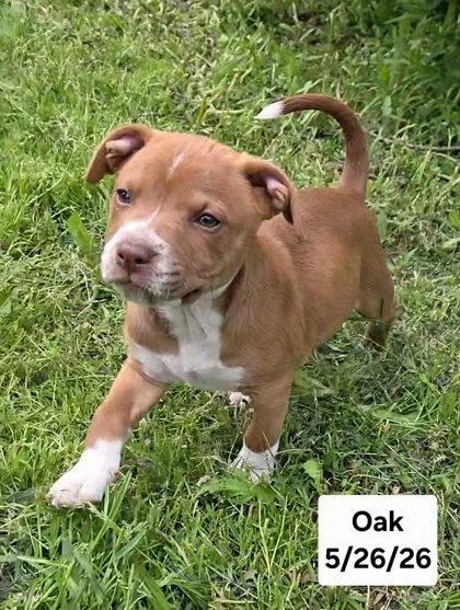 Oak thumbnail 3