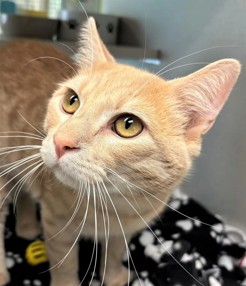 A young large-sized male Domestic Short Hair cat named Saffron for adoption in Iowa City, IA