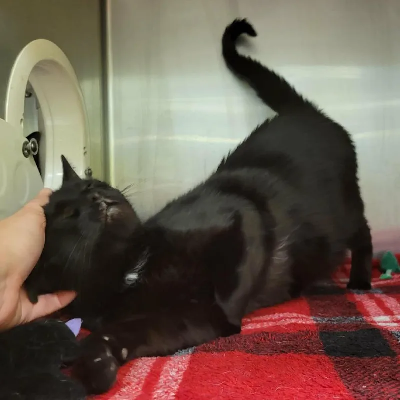 Reuben James thumbnail 3