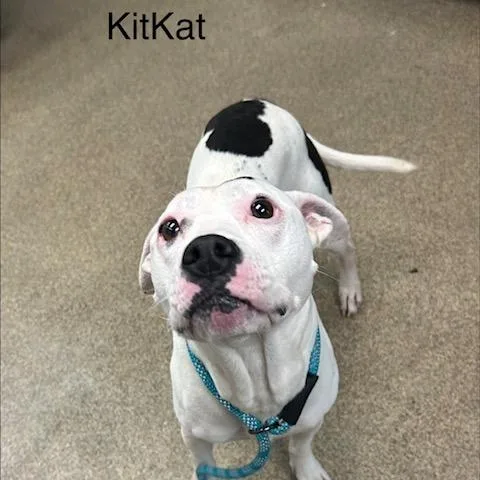 Kit Kat