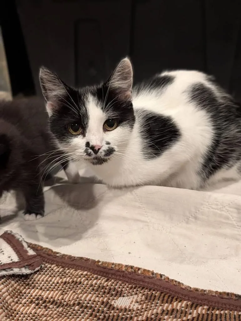 A young small-sized female Domestic Short Hair cat named Domino for adoption in Syracuse, IN