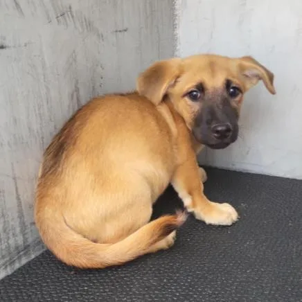 A baby small-sized female American Staffordshire Terrier dog named Lillie for adoption in San Antonio, TX