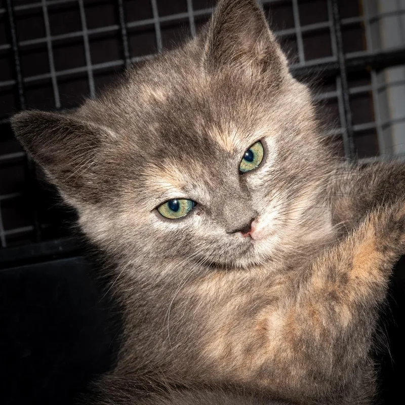 A baby medium-sized female Calico Domestic Short Hair cat named Stormy for adoption in Queen Creek, AZ