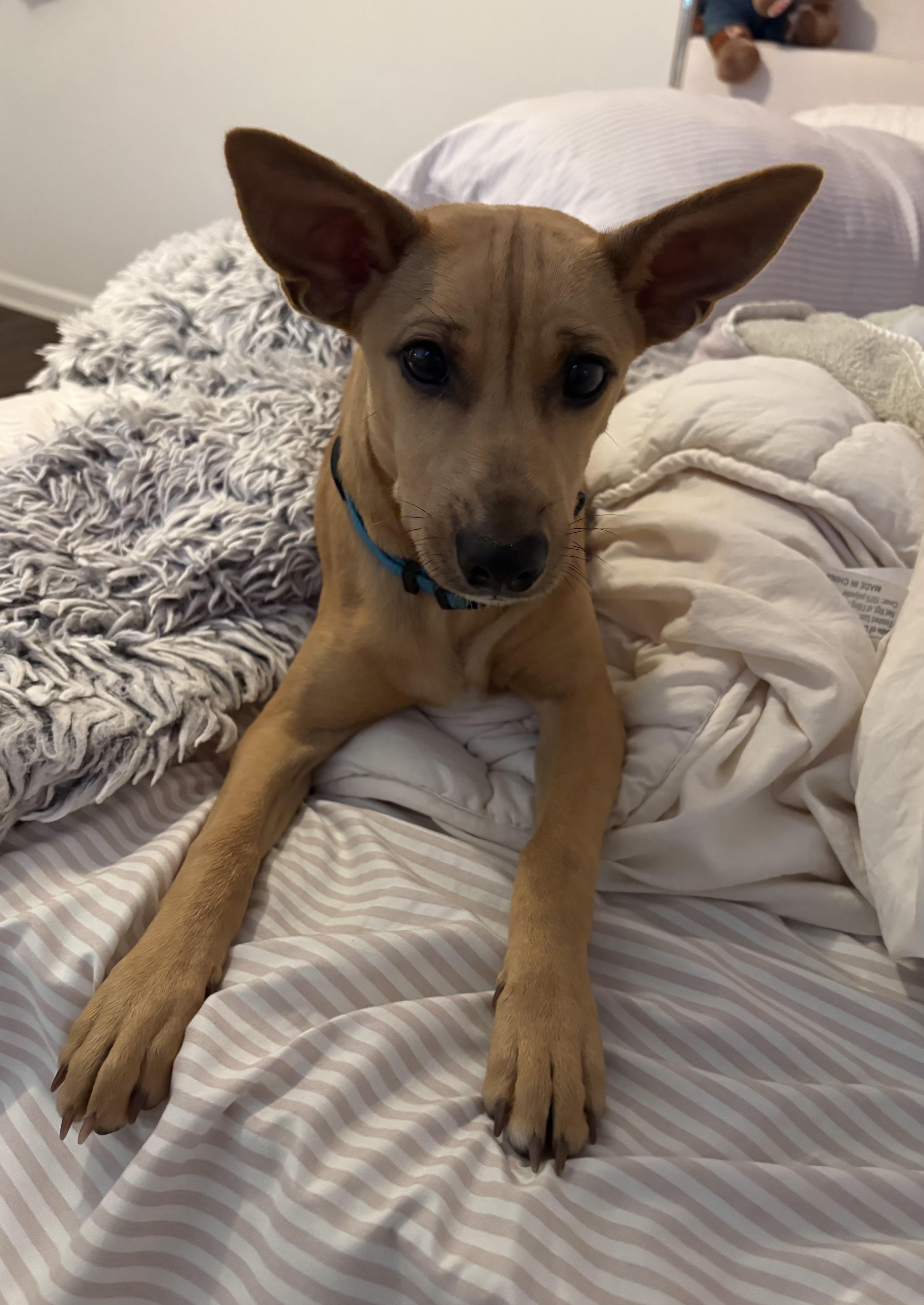 A young small-sized male Chihuahua dog named Harry for adoption in Gallatin, TN