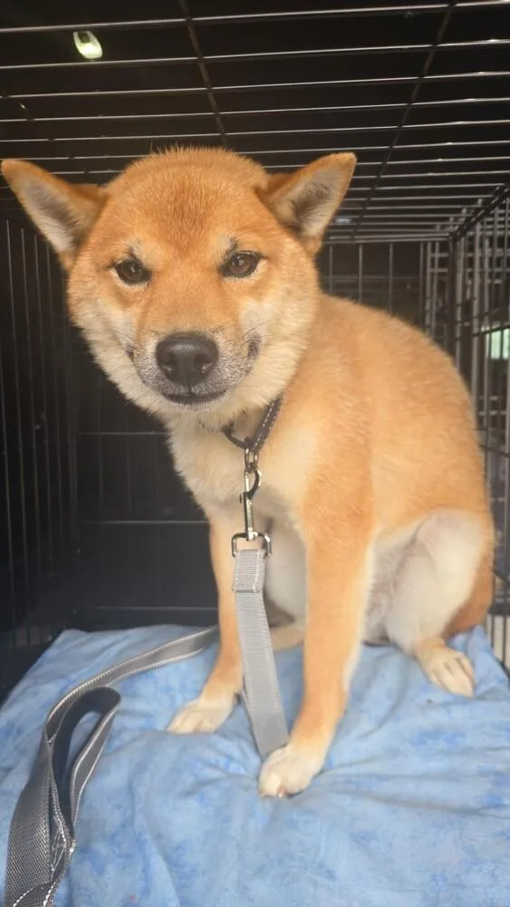 An adult medium-sized male Red / Chestnut / Orange Shiba Inu dog named Tim Ferndale for adoption in Waunakee, WI