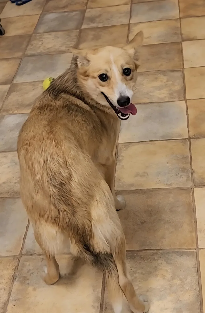 A young medium-sized female Red / Chestnut / Orange Cattle Dog dog named Sharky for adoption in Neillsville, WI
