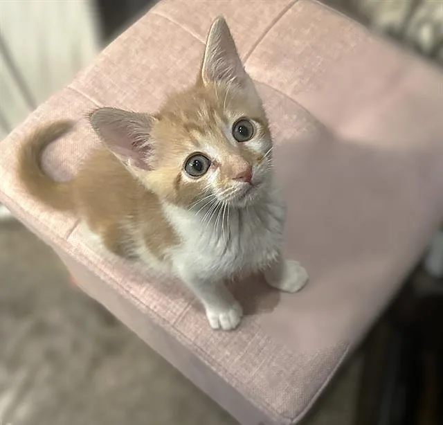 A baby small-sized male Domestic Short Hair cat named Pascal for adoption in Sacramento, CA