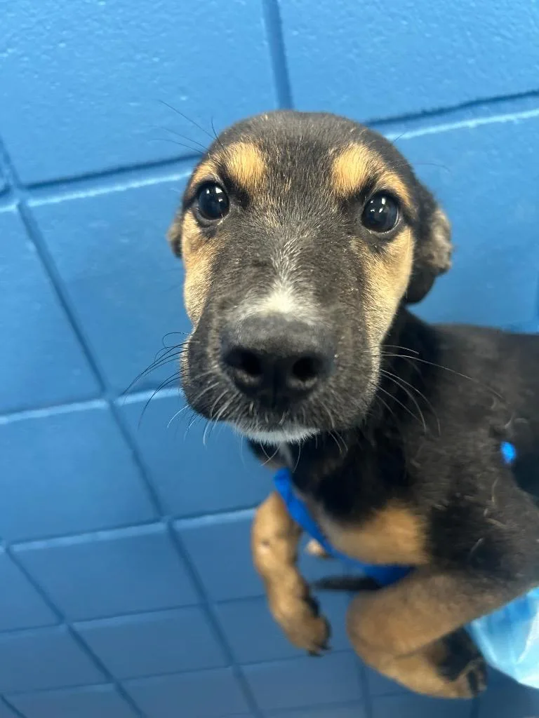 A baby medium-sized male Labrador Retriever dog named Pepsi for adoption in Hartsville, SC
