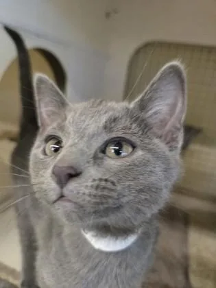 A baby small-sized female Domestic Short Hair cat named Valentina for adoption in Knoxville, TN