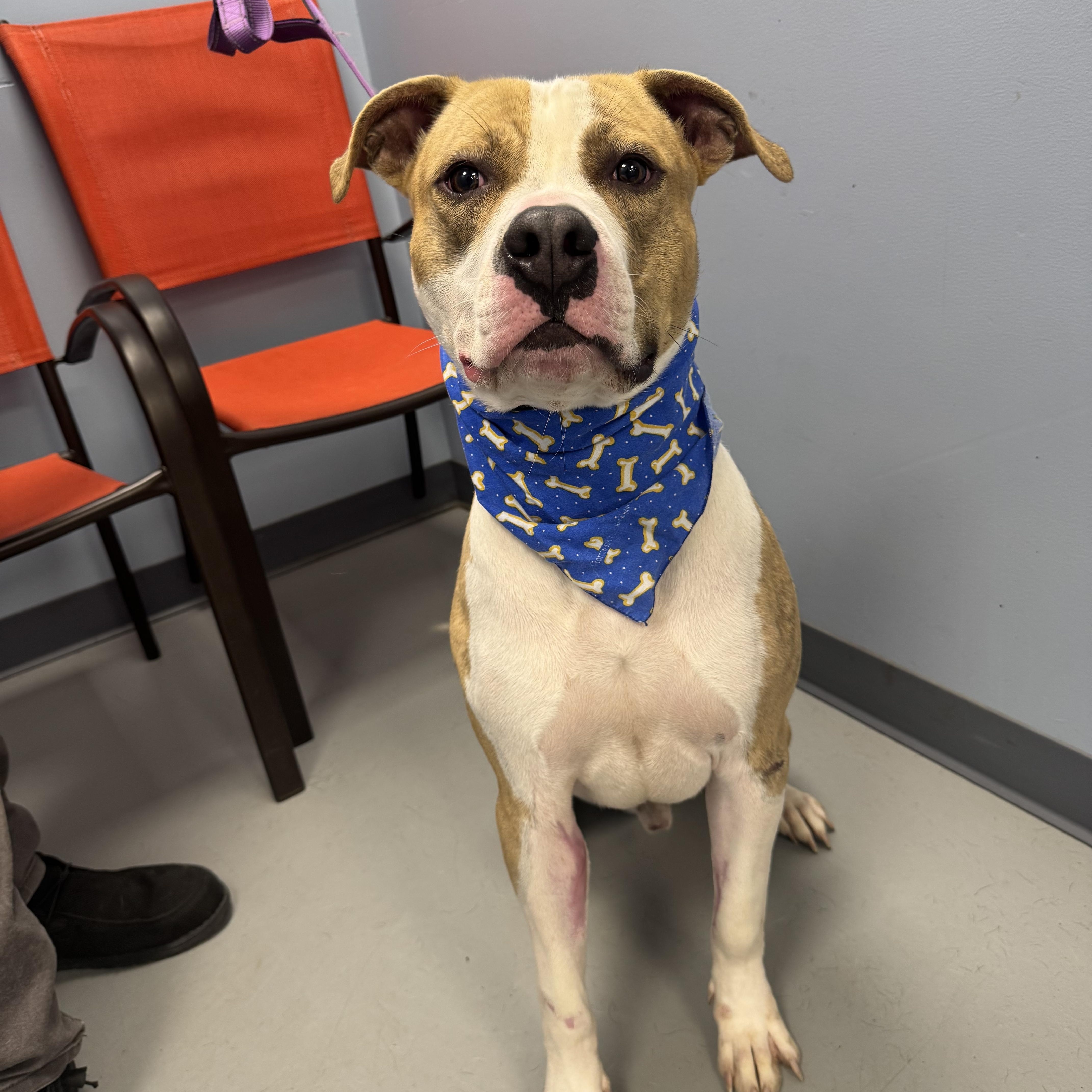 An adult medium-sized male Yellow / Tan / Blond / Fawn Terrier dog named Atlas for adoption in Zanesville, OH