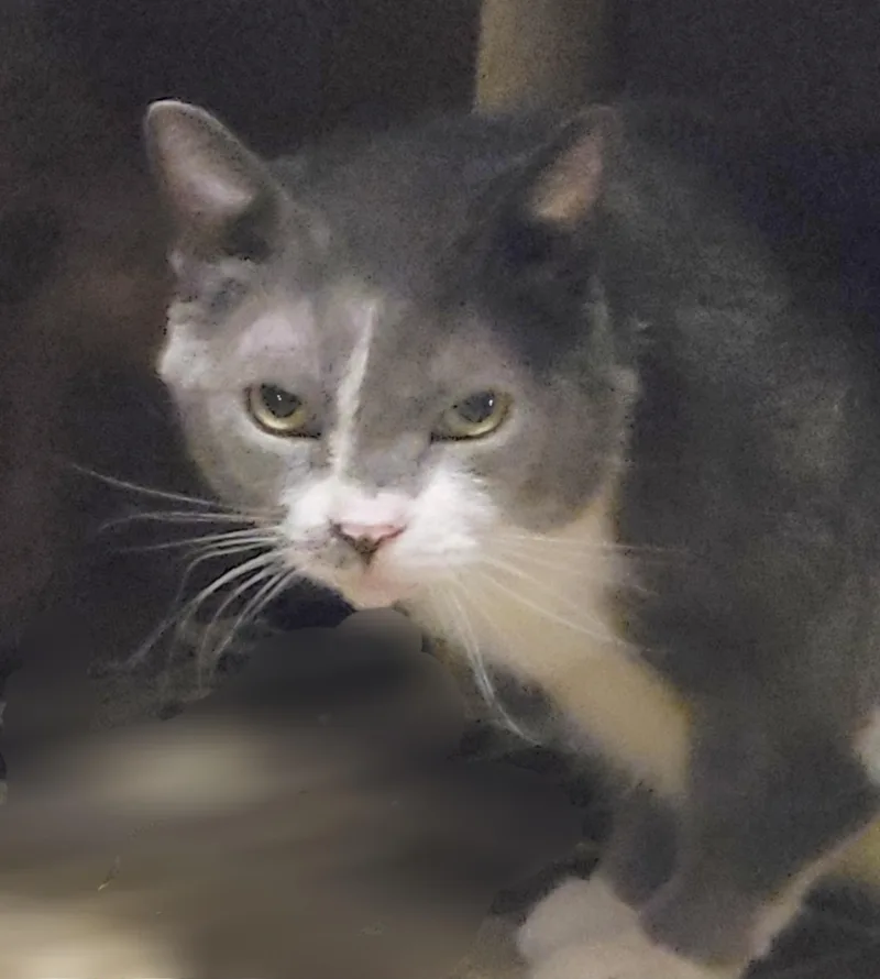 Chandler thumbnail 2