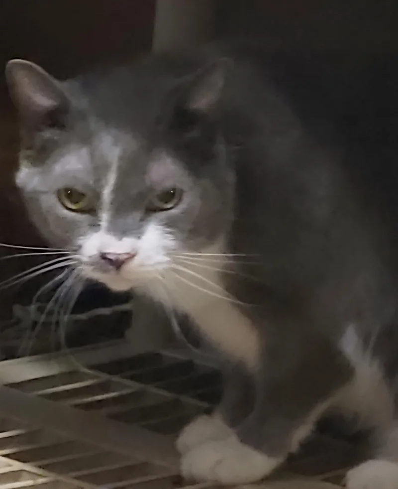 Chandler thumbnail 3