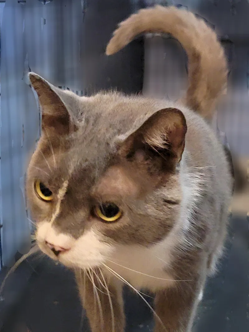 Chandler thumbnail 4