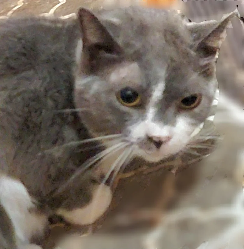 Chandler thumbnail 5