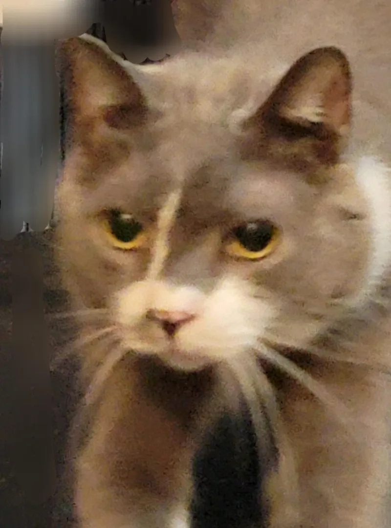 Chandler thumbnail 6