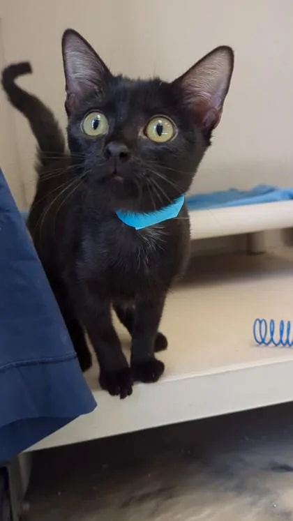 A baby medium-sized female Domestic Short Hair cat named Velvet  I am for adoption in East Brookfield, MA