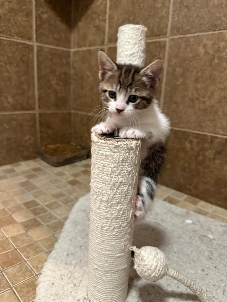 A baby small-sized female Domestic Short Hair cat named Lovey for adoption in Tampa, FL